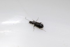 Microlestes