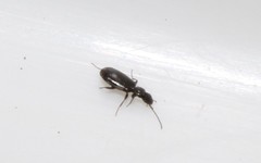 Microlestes