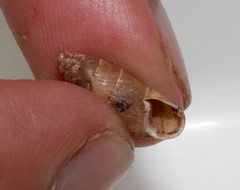 Mastus rossmaessleri