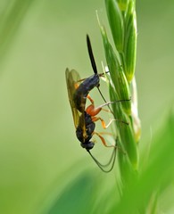 Lissonota lineolaris