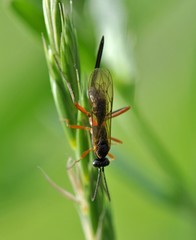 Lissonota lineolaris