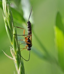 Lissonota lineolaris