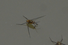 Trepobates pictus