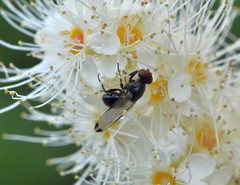 Seioptera vibrans