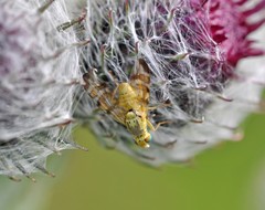 Terellia tussilaginis