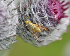 Terellia tussilaginis