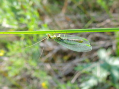 Chrysopa walkeri
