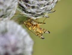 Terellia tussilaginis