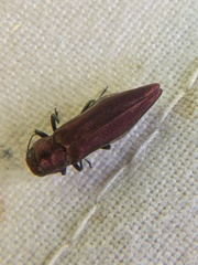 Agrilus sinuatus