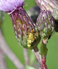 Terellia tussilaginis