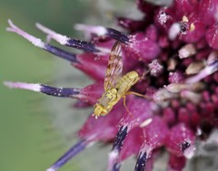 Terellia tussilaginis