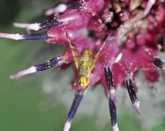 Terellia tussilaginis