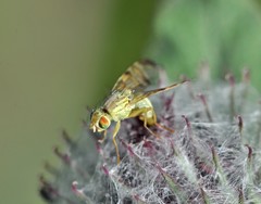 Terellia tussilaginis