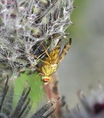 Terellia tussilaginis