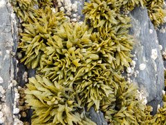 Pelvetiopsis limitata