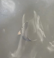 Salvelinus fontinalis