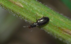 Salpingus planirostris