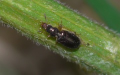 Salpingus planirostris