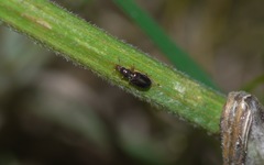 Salpingus planirostris