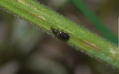 Salpingus planirostris