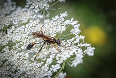 Sceliphron caementarium