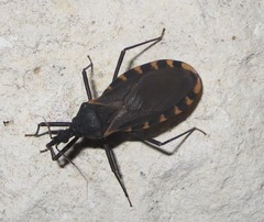 Triatoma gerstaeckeri