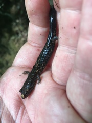 Plethodontinae