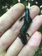 Plethodontinae