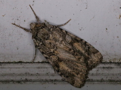 Anaplectoides pressus