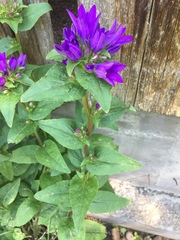 Campanula glomerata
