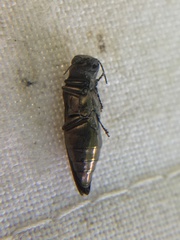 Agrilus sinuatus