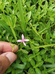 Cleome simplicifolia
