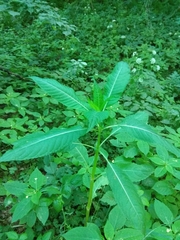 Impatiens glandulifera
