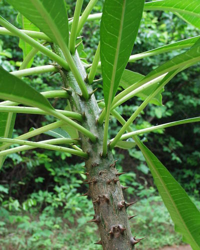 Pachypodium rutenbergianum var. rutenbergianum image