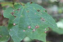 Sphaerulina aceris