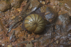 Arthrosphaera