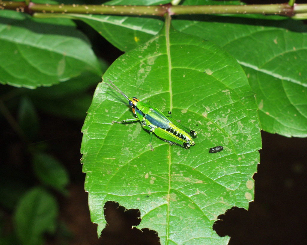 Pseudorubellia