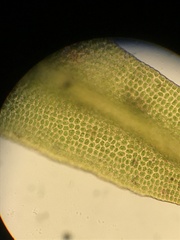 Amphidium lapponicum