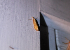 Schoenobiinae