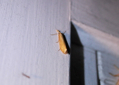 Schoenobiinae
