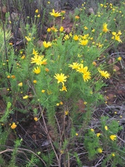 Euryops abrotanifolius