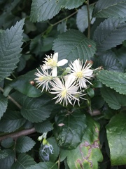 Clematis vitalba