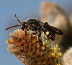 Nomada leucophthalma
