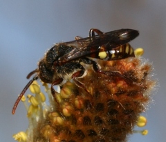 Nomada leucophthalma