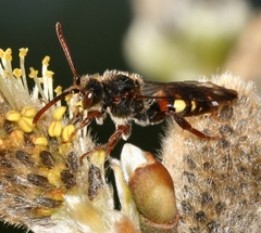 Nomada leucophthalma