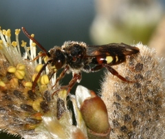 Nomada leucophthalma