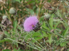 Cirsium undulatum
