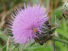 Cirsium undulatum