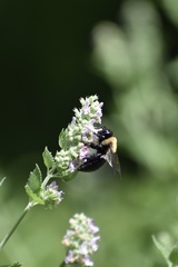 Xylocopa virginica