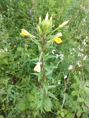 Oenothera rubricaulis